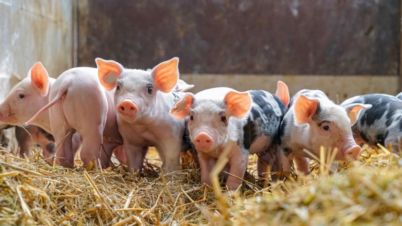 Hagenhof-Besenkamp-Kinderstube-der-Ferkel__SYMBOLFOTO