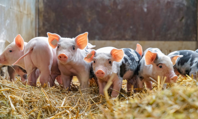 Hagenhof-Besenkamp-Kinderstube-der-Ferkel__SYMBOLFOTO